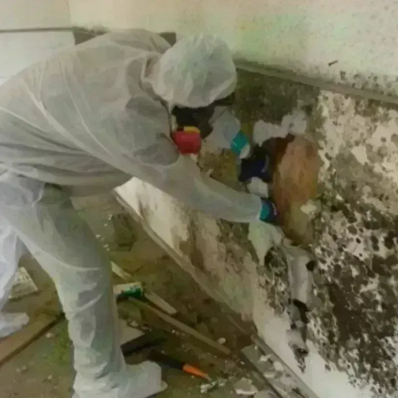 Mold Remediation and Removal in Nashville, AR